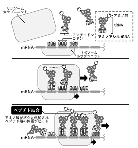 【図】リボソームによるタンパク質合成