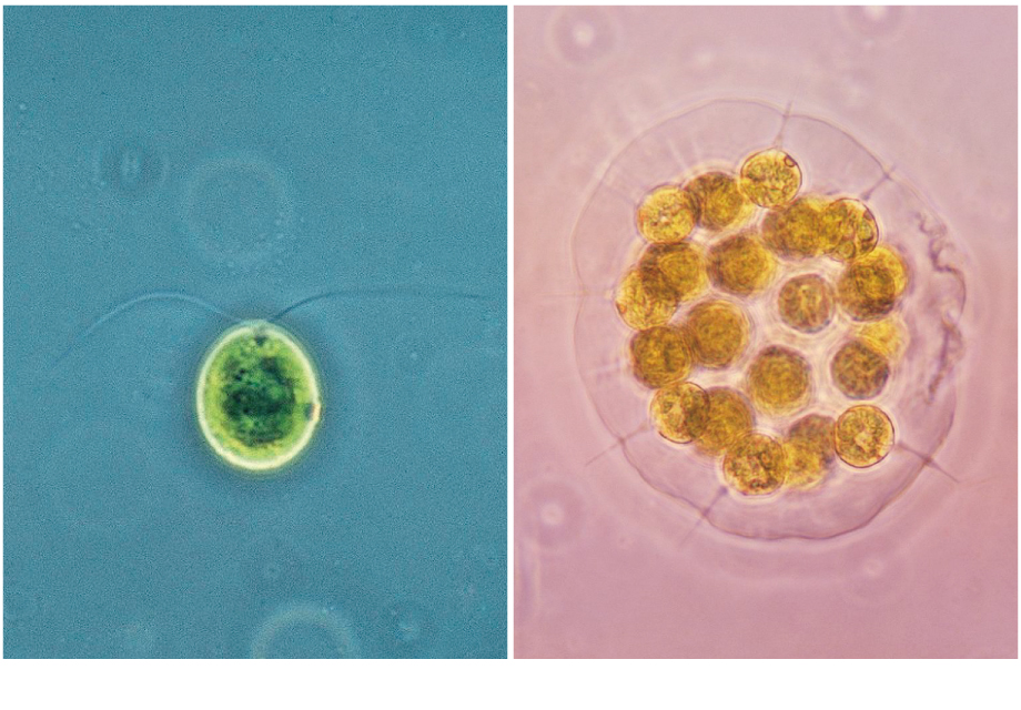 【写真】単細胞の緑藻「クラミドモナス」・「パンドリナ」