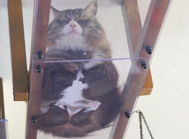 猫がよくする香箱座りも下から見ることこんな感じでみえます。写真/中川ちさ