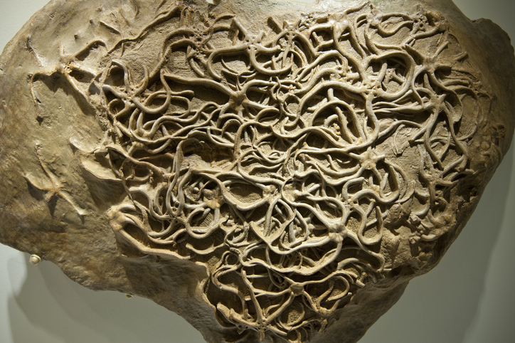 【写真】クモヒトデの化石