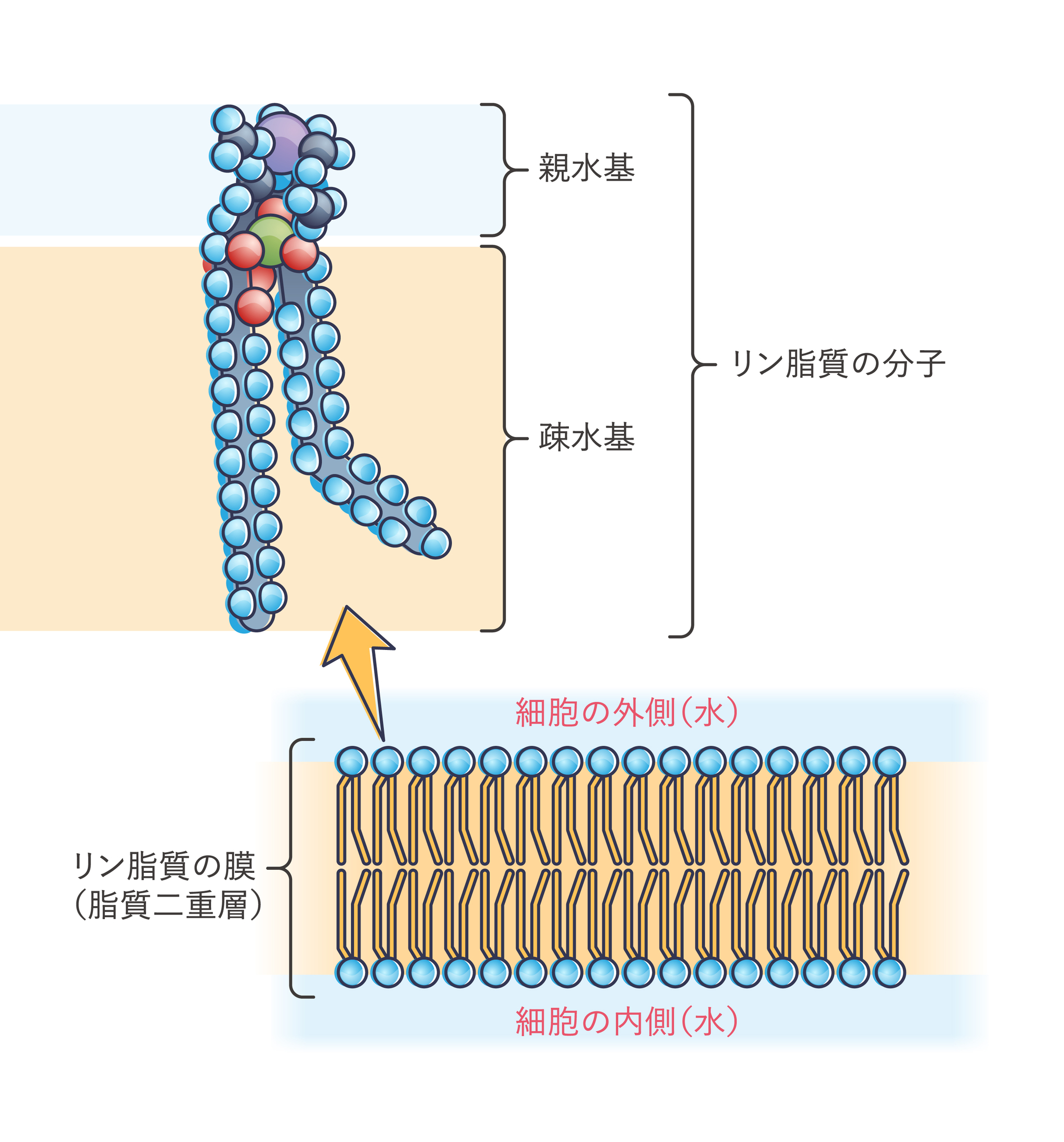 【図】細胞膜（脂質二重層）