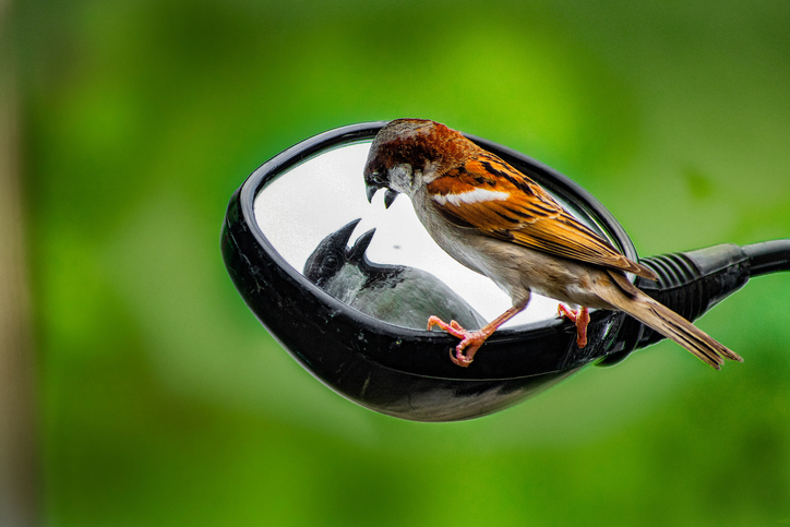 【写真】鳥は知能が高く、好奇心が旺盛