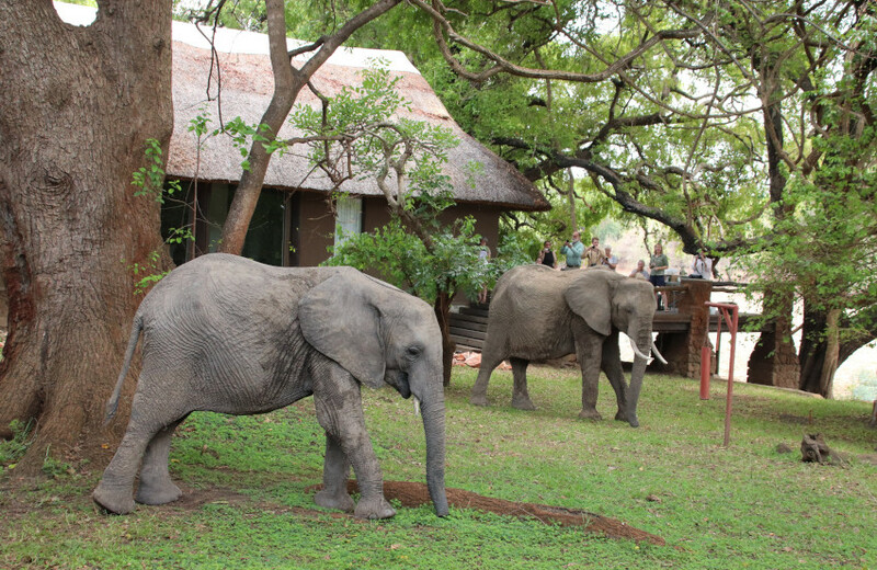 アフリカ・ザンビアのロッジに、10月から12月だけ野生のゾウが集まってくる理由