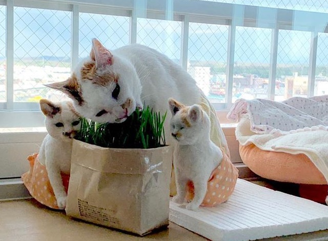 みんなで猫草をはむはむ。写真/marurunaさん