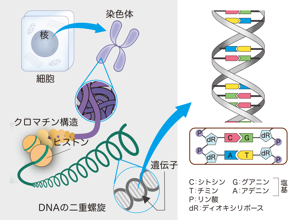 【図】DNA、染色体、遺伝子の関係と4つの塩基からなるDNAの構造