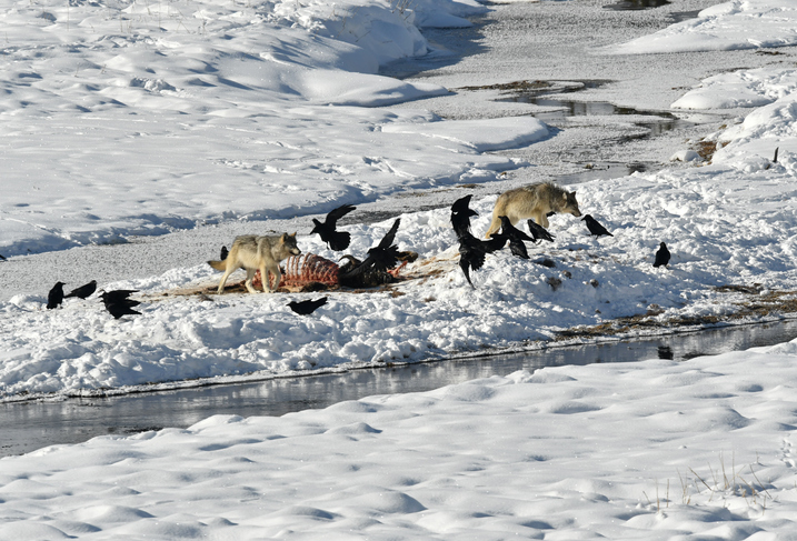【写真】獲物を食べるオオカミの群れ