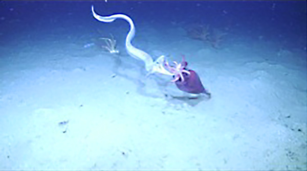 【写真】深海で繰り広げられる生物の格闘