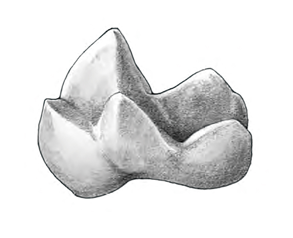 [شكل توضيحي]Tribosphenoid molars