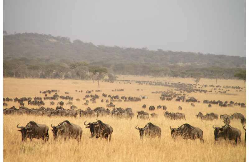 アフリカ・ザンビアでヌーの大移動を凌駕する「世界最大の哺乳類の大移動」を見たい