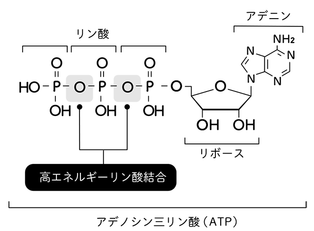 【図】アデノシン三リン酸（ATP）の構造